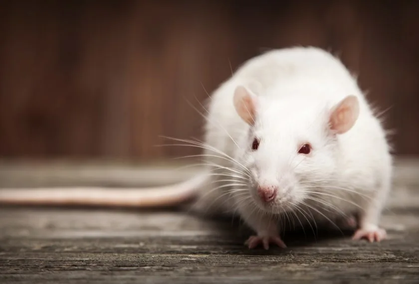 Rats & mice pest control